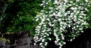 自信がない気持ちほど尊い